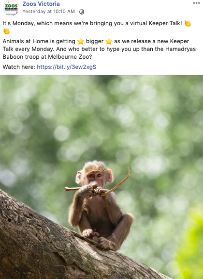 A screenshot of Zoos Victoria sharing their virtual keeper talk on Facebook